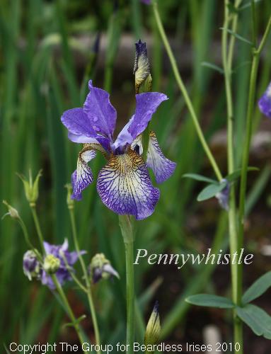 Penny Whistle